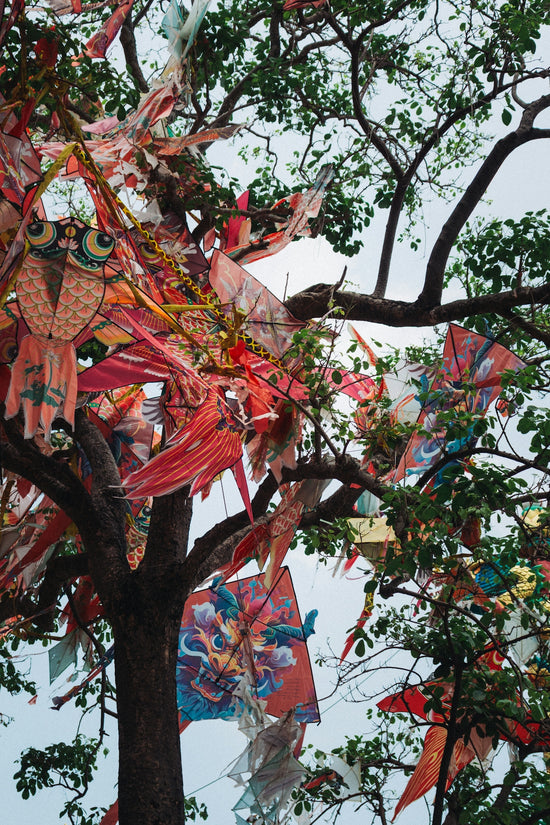 Kites are entangled in a tree's branches.