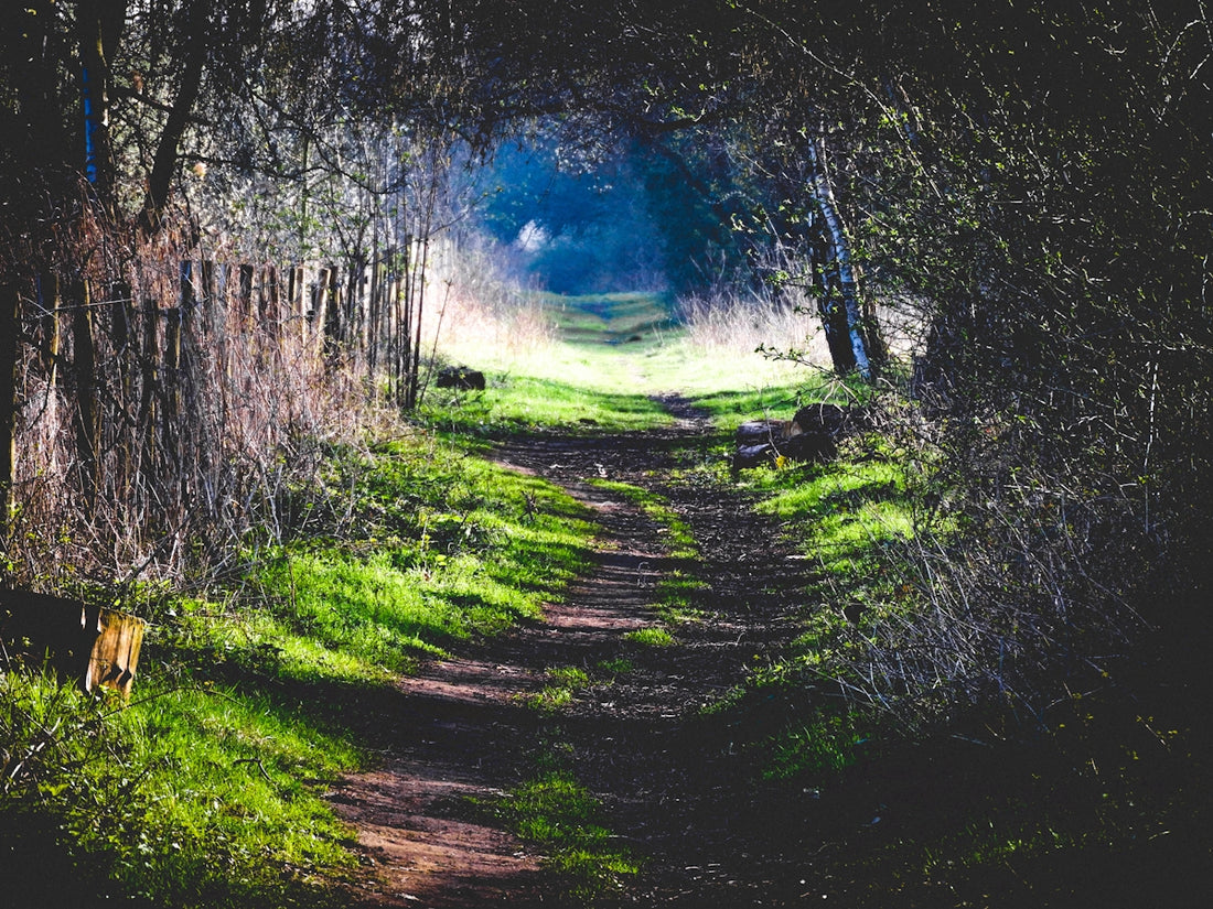 forest pathways photo
