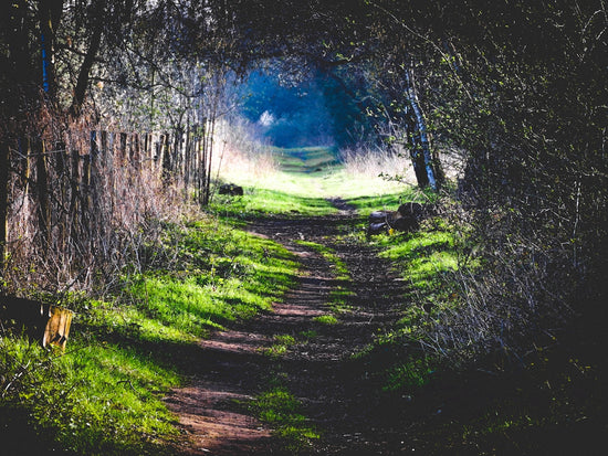 forest pathways photo