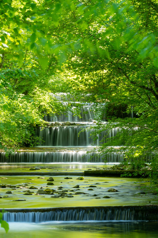 green trees beside body of water during daytime