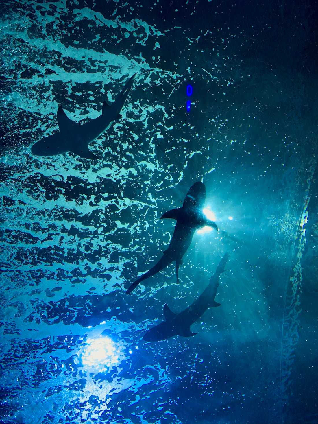 a couple of sharks swimming in the ocean
