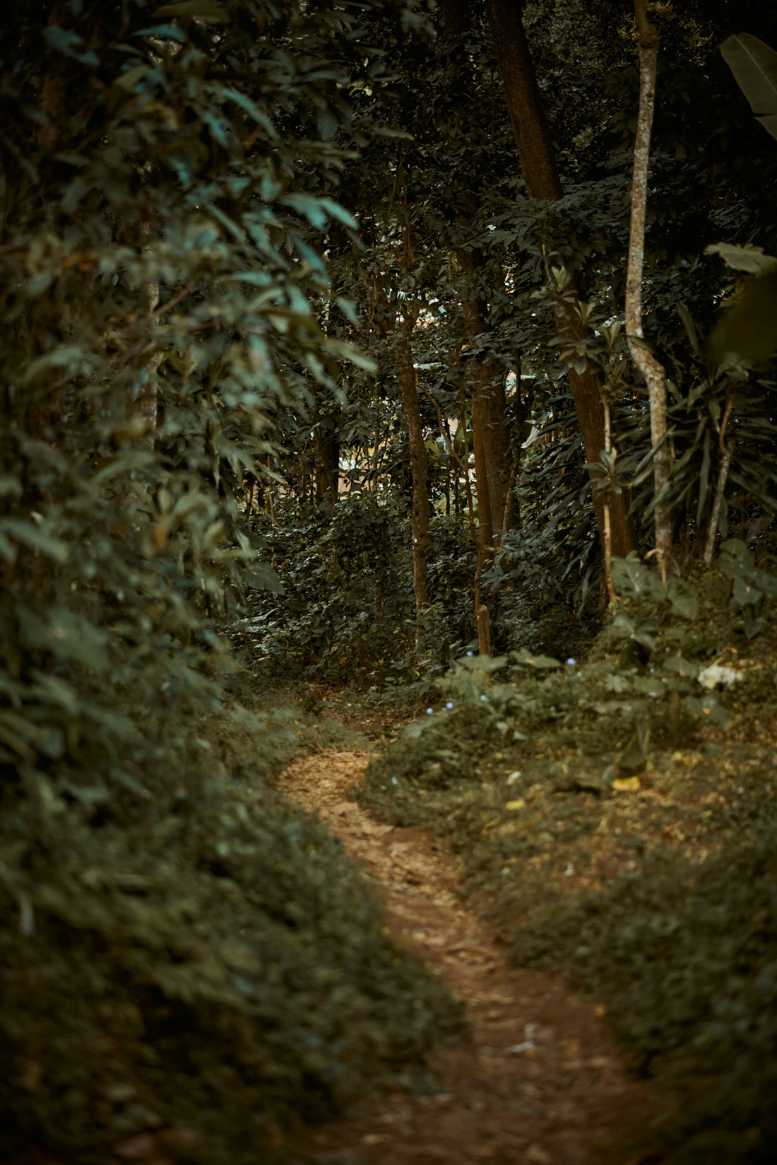 a path in the woods