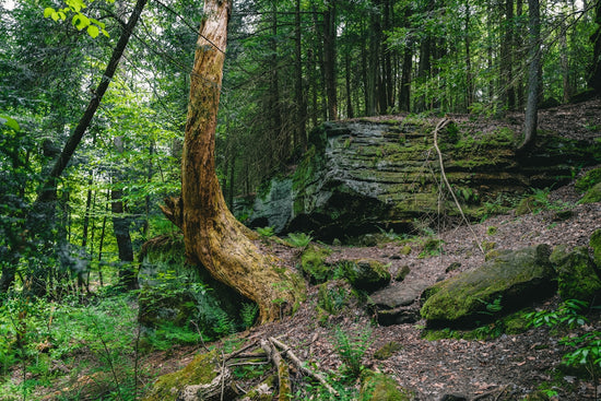 a tree that is growing out of the ground
